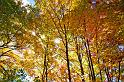 Fall_Color_Tamarack_11