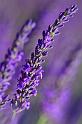 Lavender_2