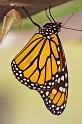 Monarch_2