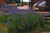 Jeannes_Lavender.JPG (374507 bytes)