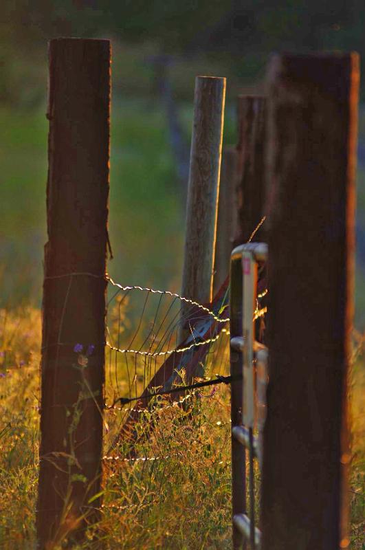 Fence_Posts_1.JPG