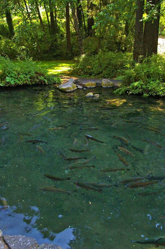 Fish_Ponds_03.JPG