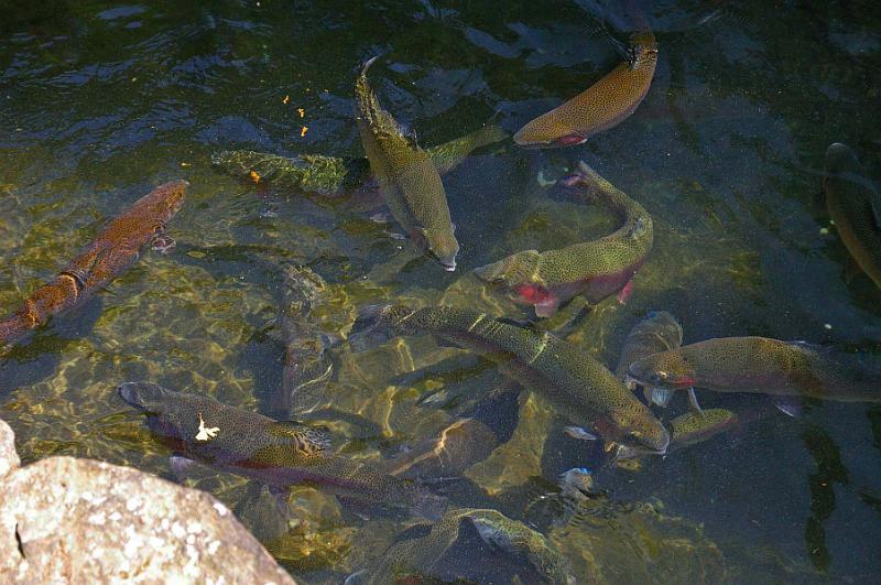 Fish_Ponds_09.JPG