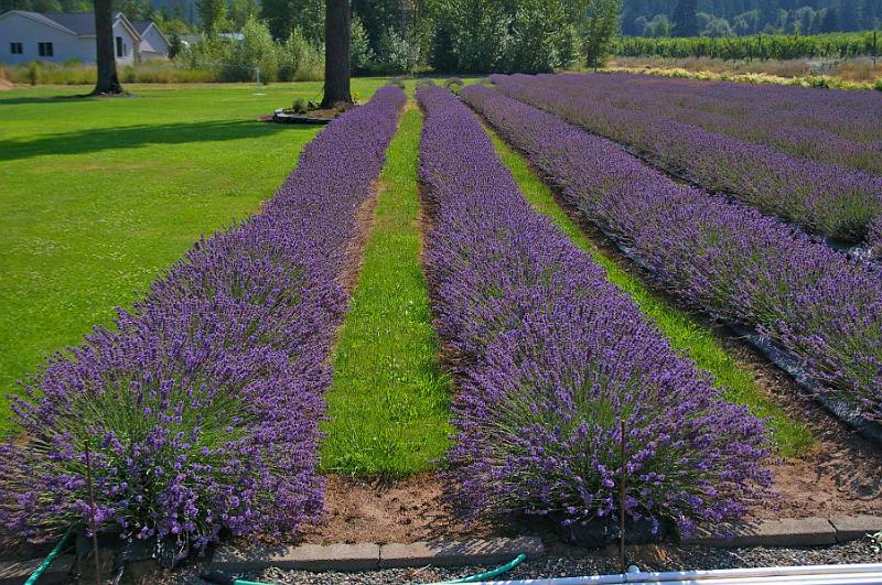 Lavender_Field.JPG