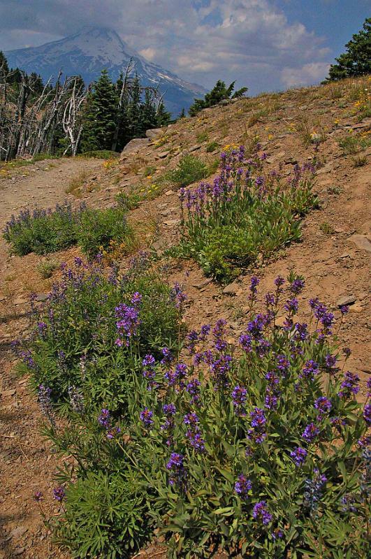Lookout_Mtn_10.JPG
