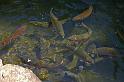 Fish_Ponds_09