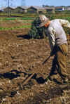 1952-3 Japan 116 Getting Ready to Plant.jpg (226512 bytes)