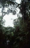 RWT 0011 001-09 Hawaii Jungle.jpg (617660 bytes)