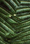 RWT 0012 001-21 Hawaii Ferns.jpg (629566 bytes)