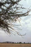 RWT 0179 193-05 Kenya Rift Valley.jpg (874464 bytes)