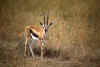 RWT 0181 194-08 Kenya Masai Mara Tommie.jpg (654757 bytes)
