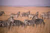 RWT 0185 199-22 Kenya Masai Mara.jpg (735048 bytes)