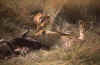 RWT 0186 199-29 Kenya Mara Lions.jpg (649051 bytes)