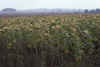 RWT 0370 375-18 Germany Sunflowers.jpg (766081 bytes)