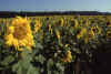 RWT 0404 392-12 Germany Sunflowers.jpg (753554 bytes)