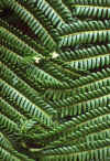 WT 0071 001-21 Hawaii Ferns.jpg (204037 bytes)