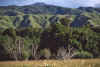 WT 0200 027-24 New Zealand.jpg (226024 bytes)
