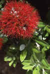 WT 0200 028-34 New Zealand Pohutakawa Blossom.jpg (150769 bytes)