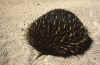 WT 0400 067-25 Australia Echidna.jpg (217896 bytes)